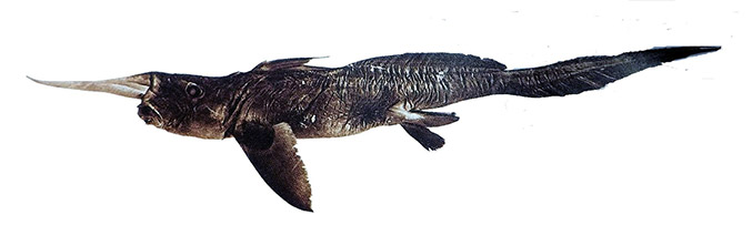 Rhinochimaera atlántica_05.jpg